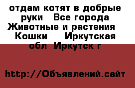 отдам котят в добрые руки - Все города Животные и растения » Кошки   . Иркутская обл.,Иркутск г.